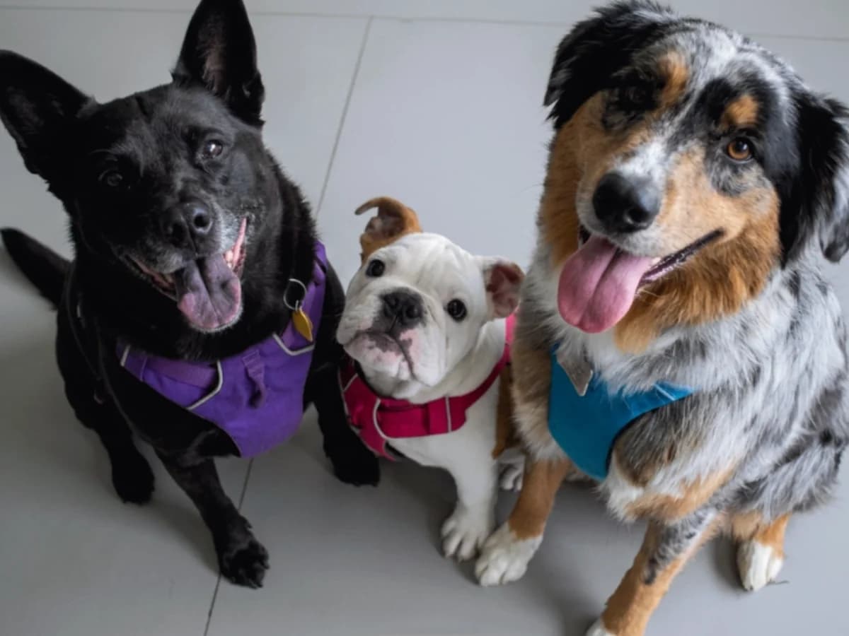 Three dogs sitting side by side in well-fitted no-pull harnesses