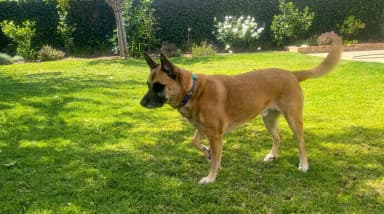 Rigby, a shepherd mix, out in a sunny backyard — day training happens in the real-world settings where skills matter