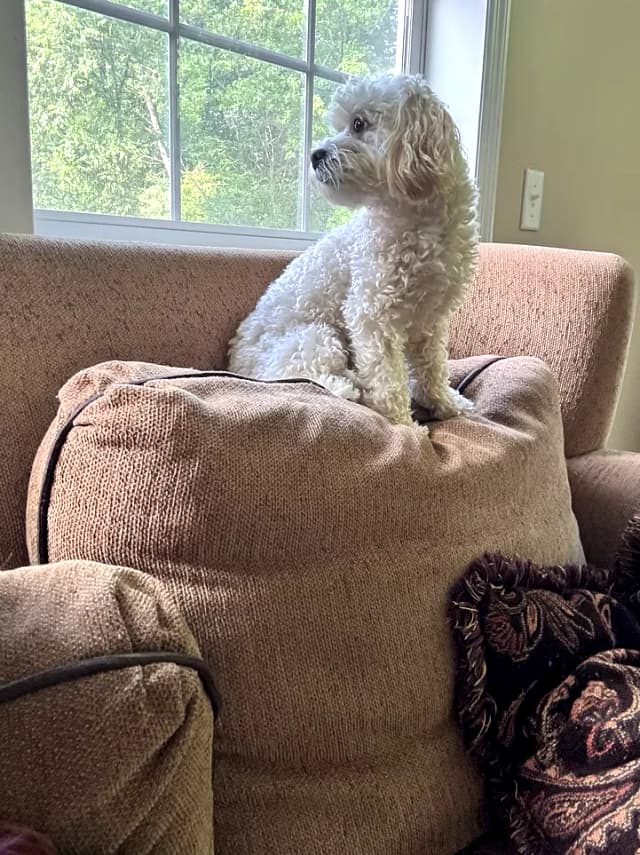 Dog looking longingly out a window — a common sign of separation anxiety