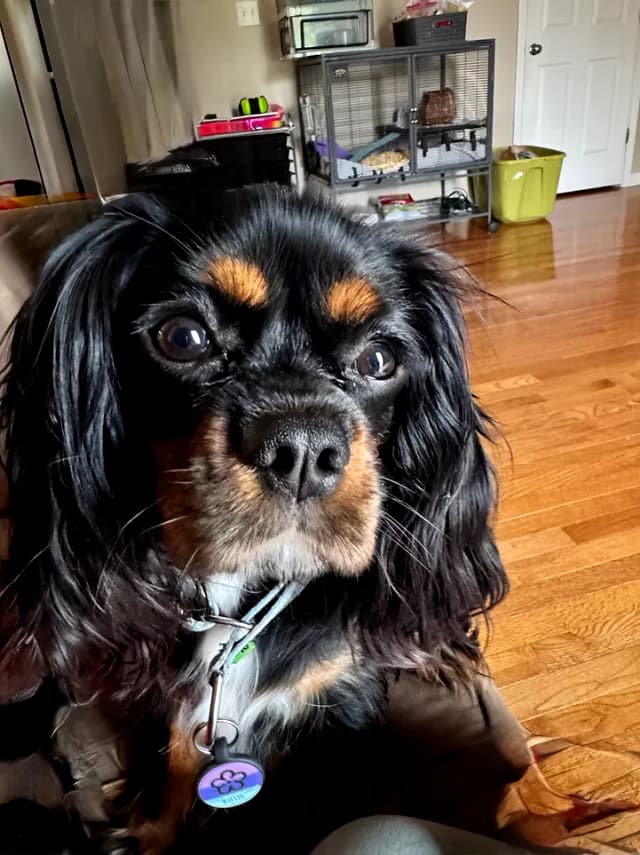 Dog with an earnest expression