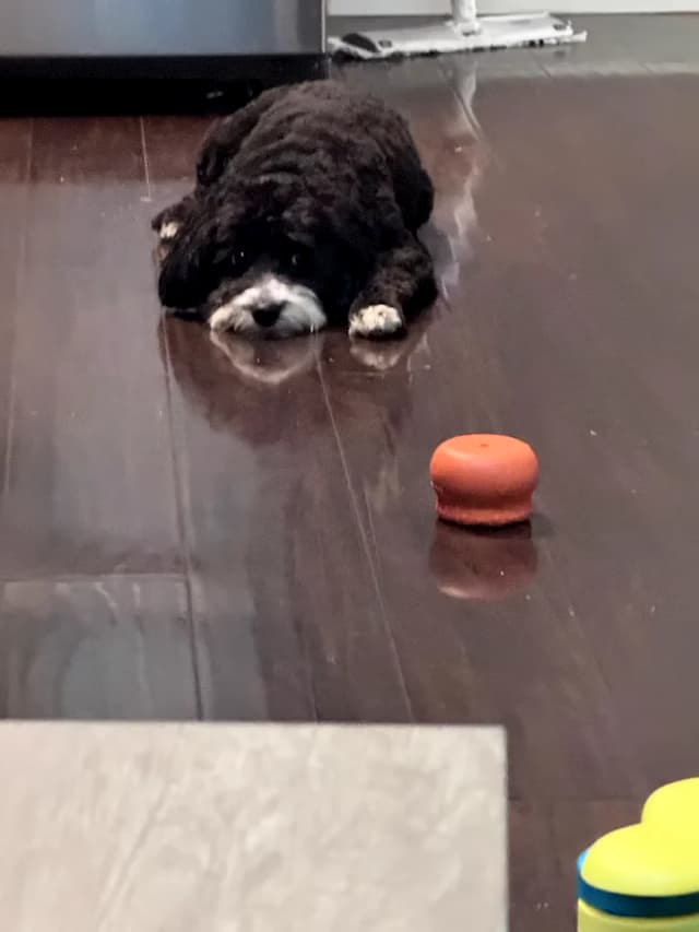Dog lying on the floor looking anxious